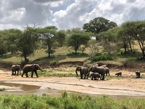 A family of elephants in Tarangire National Park.