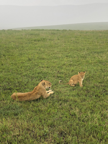 A female lion and her cub in Ngorongoro National Park.