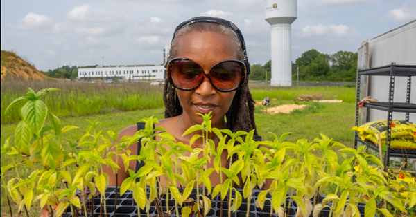 Professor Cynthia Hall