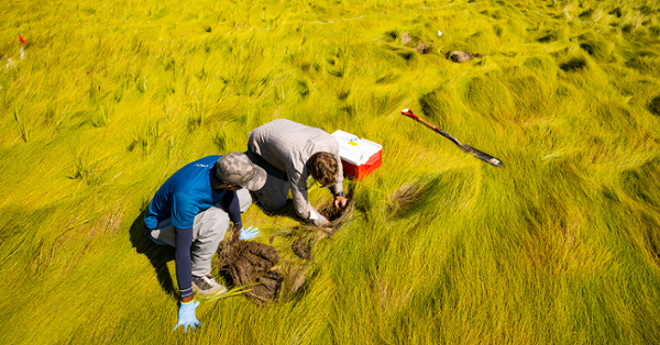 Charles Schutte, Ph.D., (right) and a student collect soil samples in the salt marshes of the Edwin B. Forsythe National Wildlife Refuge, near Stafford Township, N.J.